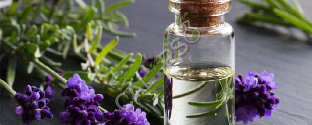 Lavender Absolute Extra Oil Benefits